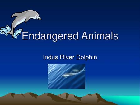 Endangered Animals Indus River Dolphin.