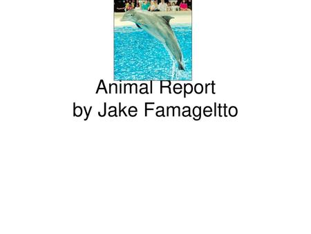 Animal Report by Jake Famageltto