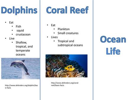 Dolphins Coral Reef Ocean Life