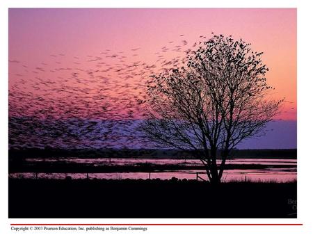 Ecology - Study of interactions among organisms and their environment