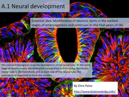 A.1 Neural development Essential idea: Modification of neurons starts in the earliest stages of embryogenesis and continues to the final years of life.