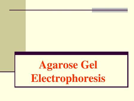 Agarose Gel Electrophoresis