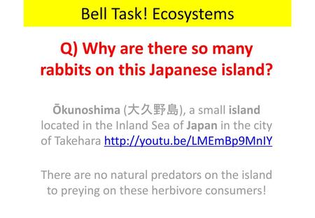 Q) Why are there so many rabbits on this Japanese island?