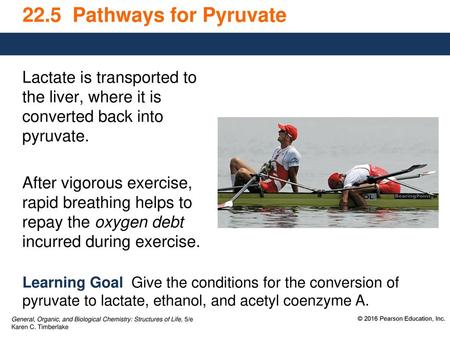 22.5 Pathways for Pyruvate Lactate is transported to the liver, where it is converted back into pyruvate. After vigorous exercise, rapid breathing helps.