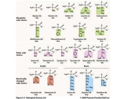 Proteins from Amino Acids