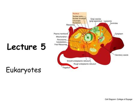 Lecture 5 Eukaryotes Cell Diagram: College of Dupage.