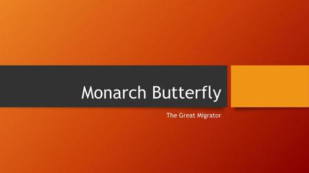 Monarch Butterfly The Great Migrator.