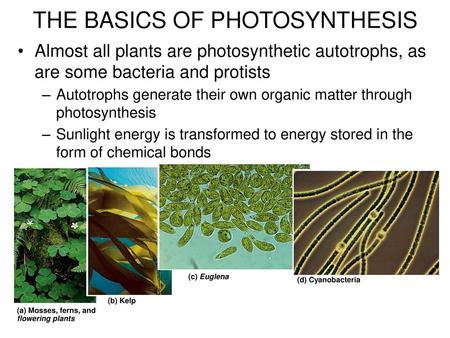 THE BASICS OF PHOTOSYNTHESIS