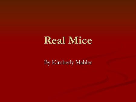 Real Mice By Kimberly Mahler.