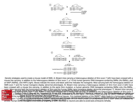 Genetic strategies used to create a mouse model of SMA