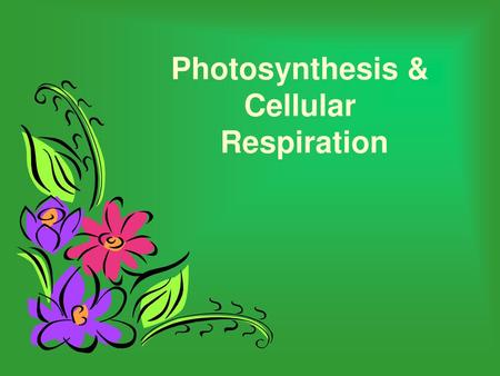 Photosynthesis & Cellular Respiration