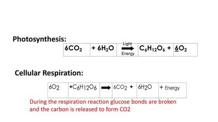 Cellular Respiration: