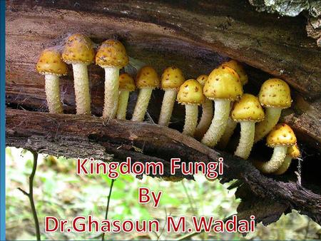 Kingdom Fungi By Dr.Ghasoun M.Wadai.