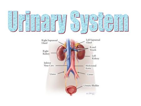 Urinary System.