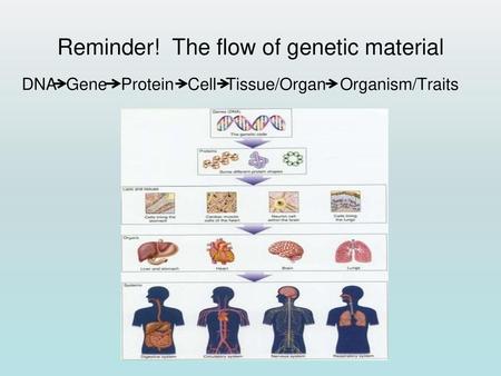 Reminder! The flow of genetic material