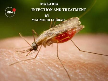 Malaria Infection and Treatment by Mahmoud Lubbad