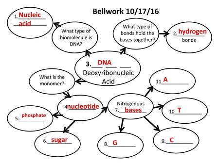 Bellwork 10/17/16 Nucleic acid hydrogen DNA 3.___ ___ ___