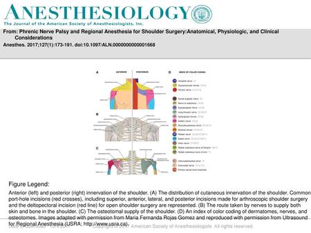 From: Phrenic Nerve Palsy and Regional Anesthesia for Shoulder Surgery:Anatomical, Physiologic, and Clinical Considerations Anesthes. 2017;127(1):173-191.