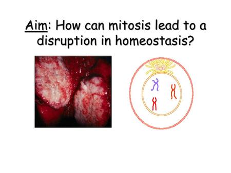 Aim: How can mitosis lead to a disruption in homeostasis?