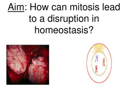 Aim: How can mitosis lead to a disruption in homeostasis?