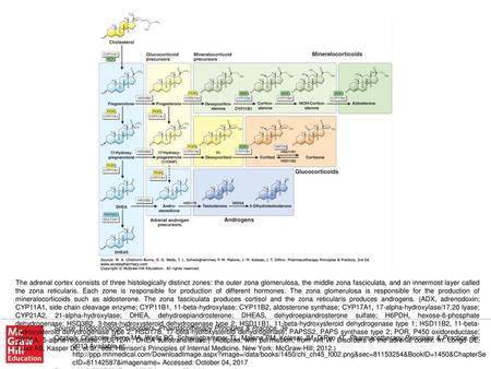 The adrenal cortex consists of three histologically distinct zones: the outer zona glomerulosa, the middle zona fasciculata, and an innermost layer called.