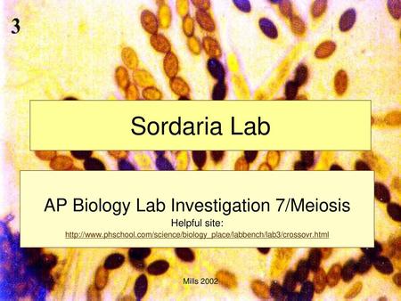 AP Biology Lab Investigation 7/Meiosis