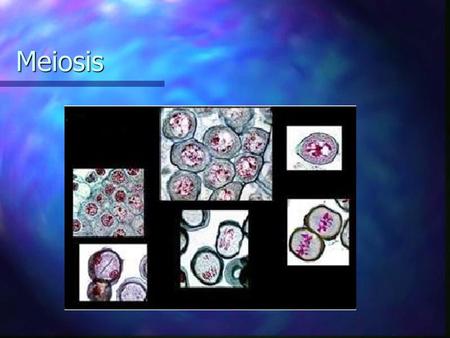 Meiosis.