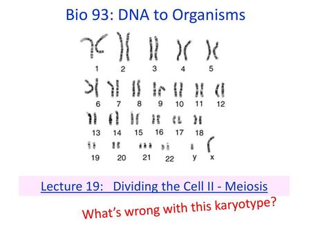 Lecture 19: Dividing the Cell II - Meiosis