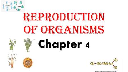 Reproduction of Organisms