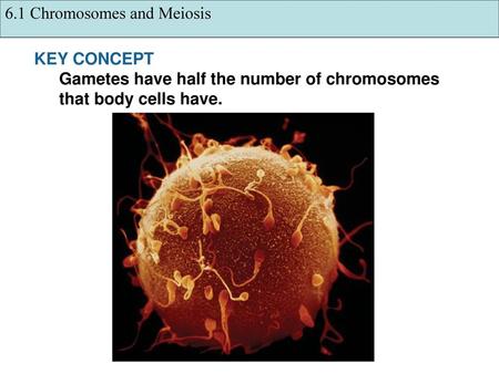 6.1 Chromosomes and Meiosis