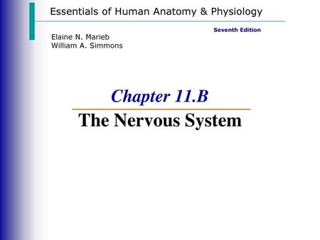 Chapter 11.B The Nervous System