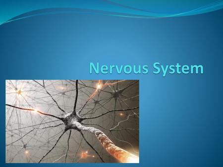 Nervous System.