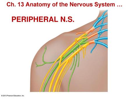 Ch. 13 Anatomy of the Nervous System … PERIPHERAL N.S.