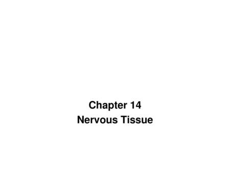 Chapter 14 Nervous Tissue