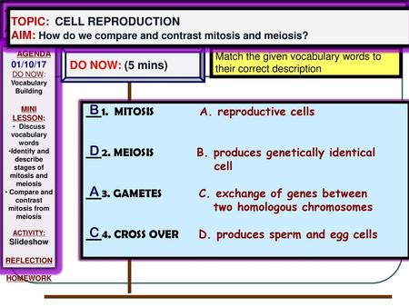 B D A C TOPIC: CELL REPRODUCTION