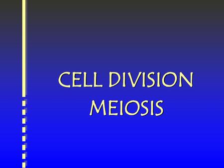 CELL DIVISION MEIOSIS.