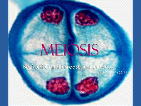 Meiosis Be fruitful and increase in number… Genesis 1: 22; 9:1; 35:11.