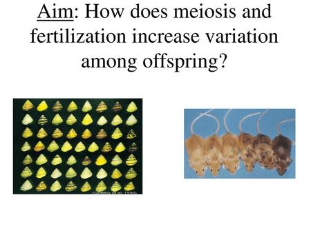 What do these pictures show?