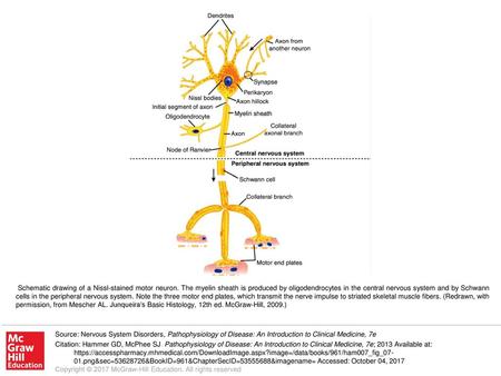 Schematic drawing of a Nissl-stained motor neuron