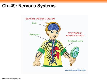 Ch. 49: Nervous Systems.