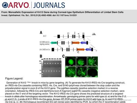 From: Monoallelic Expression of Krt12 Gene during Corneal-type Epithelium Differentiation of Limbal Stem Cells Invest. Ophthalmol. Vis. Sci.. 2010;51(9):4562-4568.