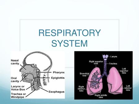 RESPIRATORY SYSTEM.