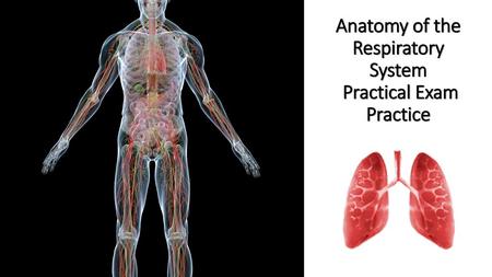 Anatomy of the Respiratory System Practical Exam Practice