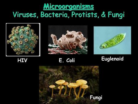 Viruses, Bacteria, Protists, & Fungi