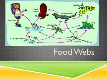 Food Webs.