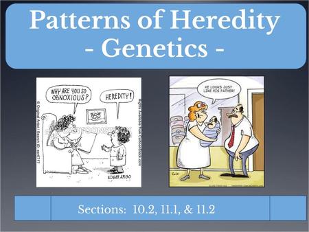 Patterns of Heredity - Genetics -