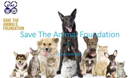 Save The Animal Foundation