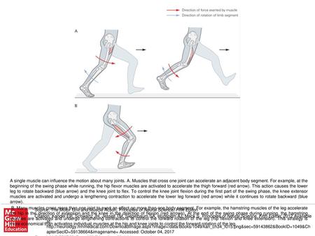 B. Many muscles cross more than one joint to exert an effect on more than one body segment. For example, the hamstring muscles of the leg accelerate the.