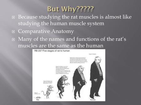 But Why????? Because studying the rat muscles is almost like studying the human muscle system Comparative Anatomy Many of the names and functions of the.