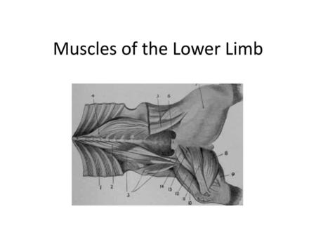 Muscles of the Lower Limb